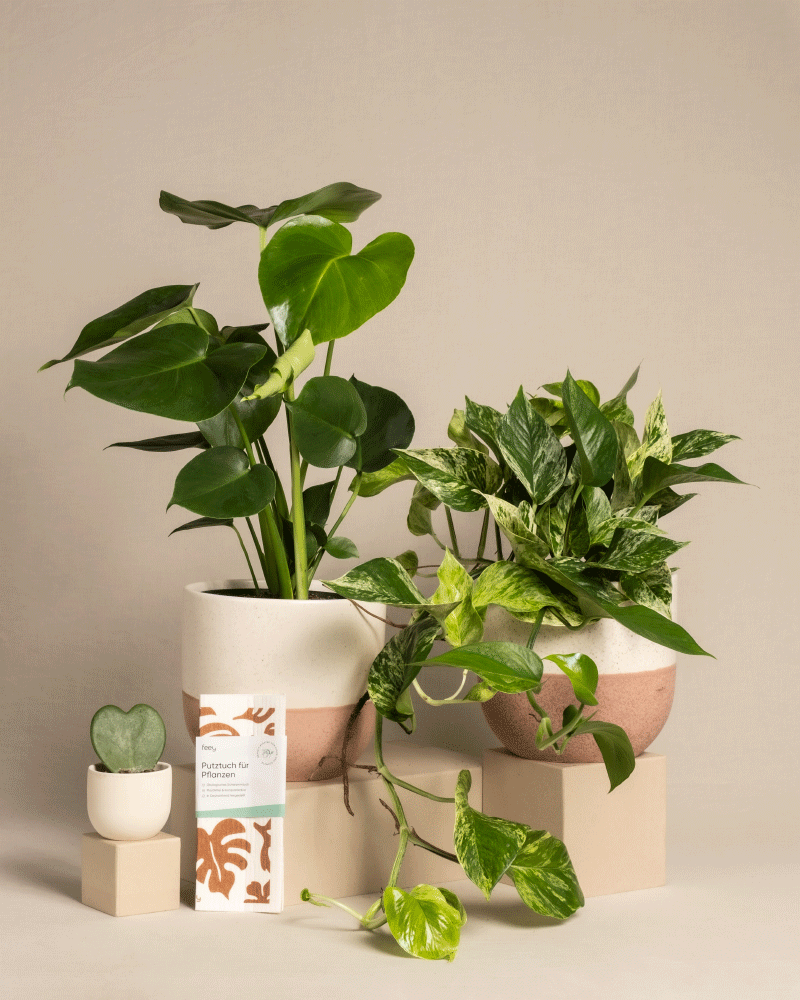 feey-me-time-bundle-monstera-efeutute-marble-queen-set image 5