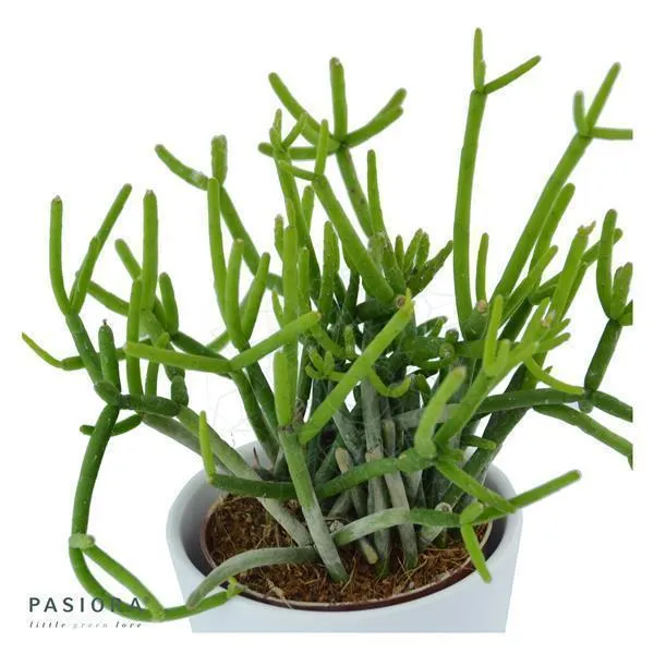 pasiora-rhipsalis-teres-f-heteroclada-korallenkaktus-6cm image 1
