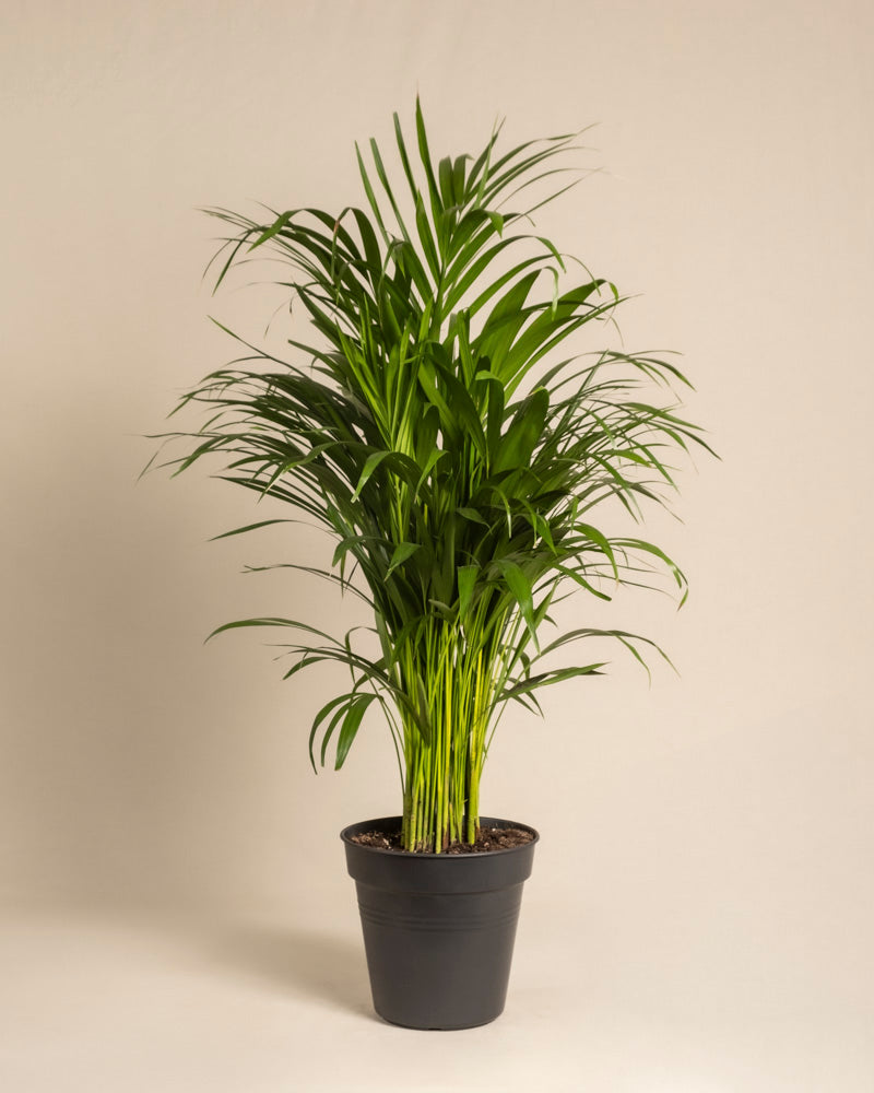 feey-goldfruchtpalme-areca-palme-gro image 3