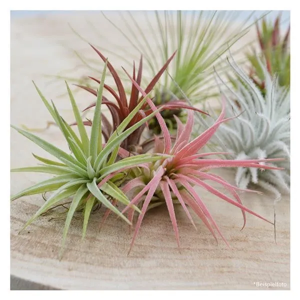 pasiora-tschakka-tillandsia-set-3-st-ck-kleine-tillandsien image 1