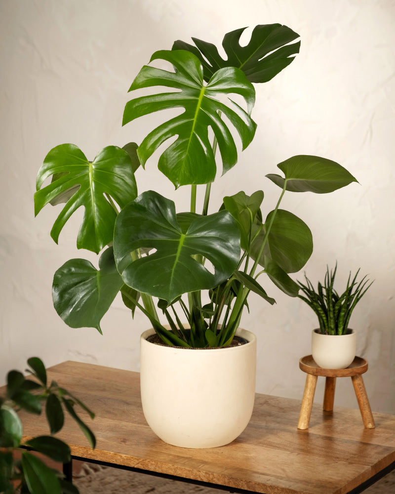feey-gro-e-monstera-deliciosa-fensterblatt-zimmerpflanze image 7