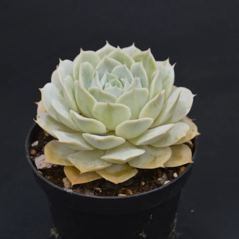pasiora-echeveria-onslow-rarit-t-einzelst-ck-indoor image 1