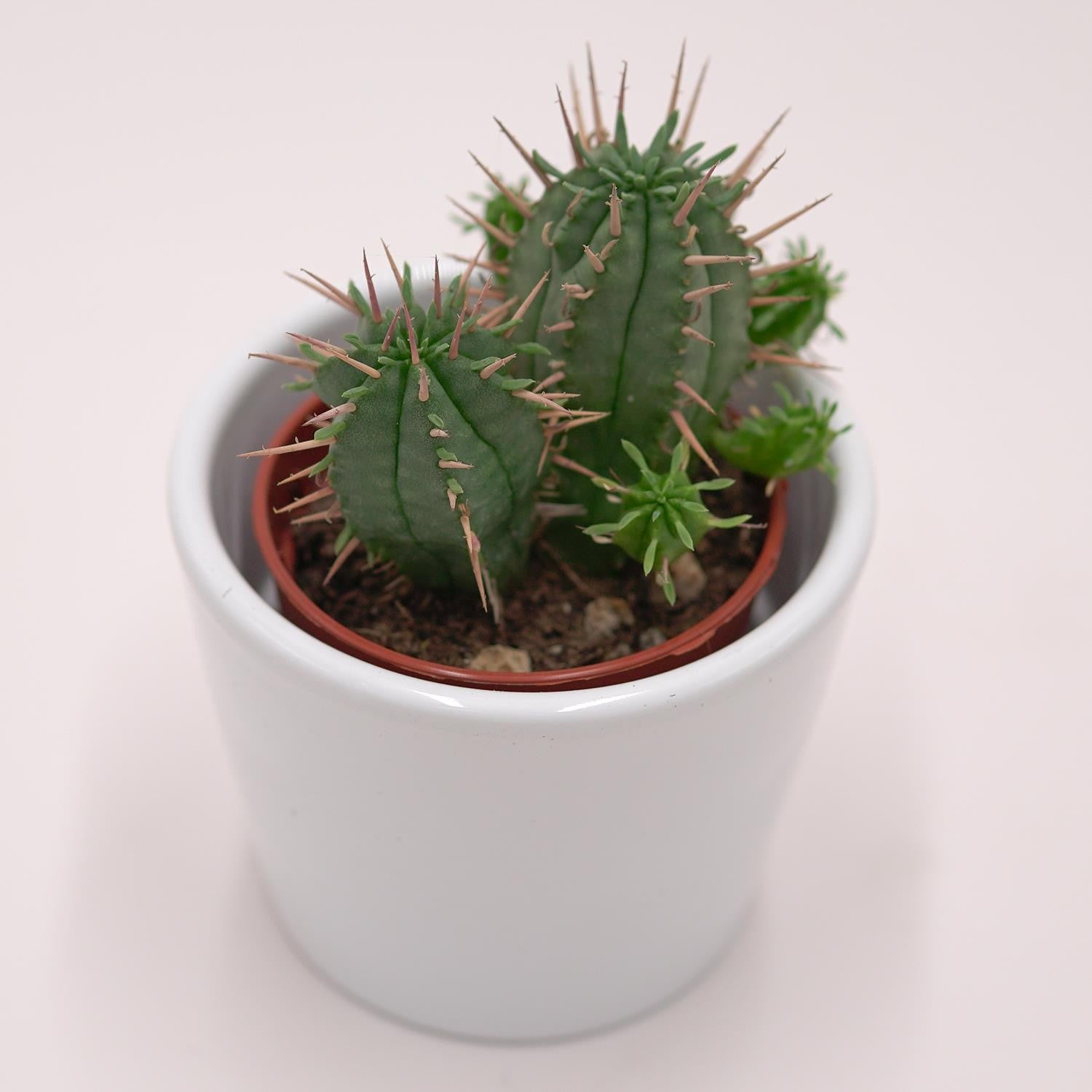 pasiora-euphorbia-ferox-sukkulente-5-5cm image 2