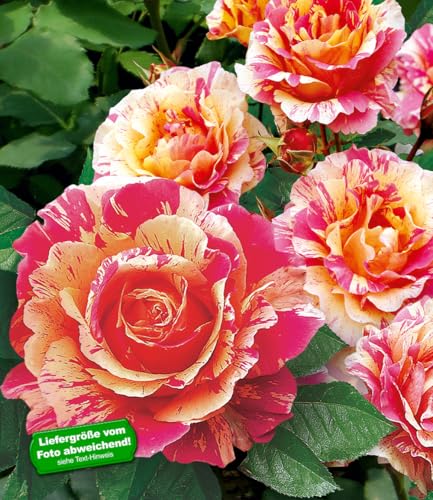 baldur-garten-delbard-malerrose-claude-monet-wurzelnackt image 6