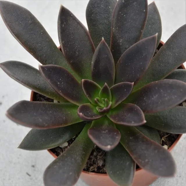 pasiora-echeveria-serrana-hybrid-sukkulente-8-5-cm-topf image 1