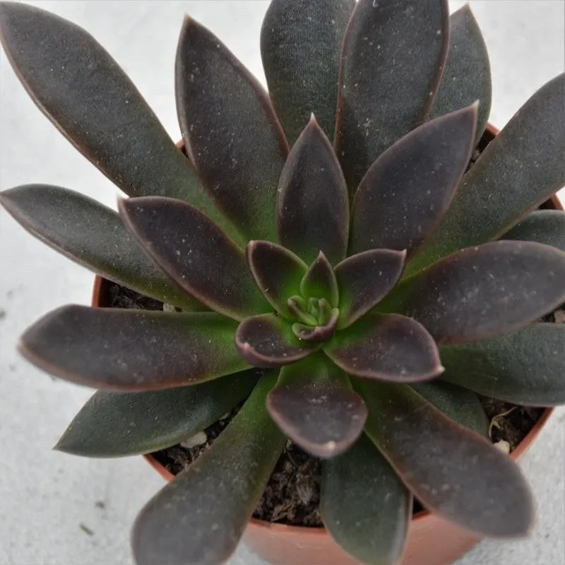pasiora-echeveria-serrana-hybrid-sukkulente-8-5-cm-topf image 1