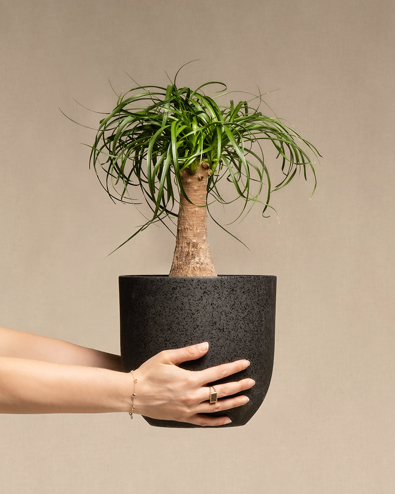 feey-elefantenfu-beaucarnea-recurvata-mittel image 1