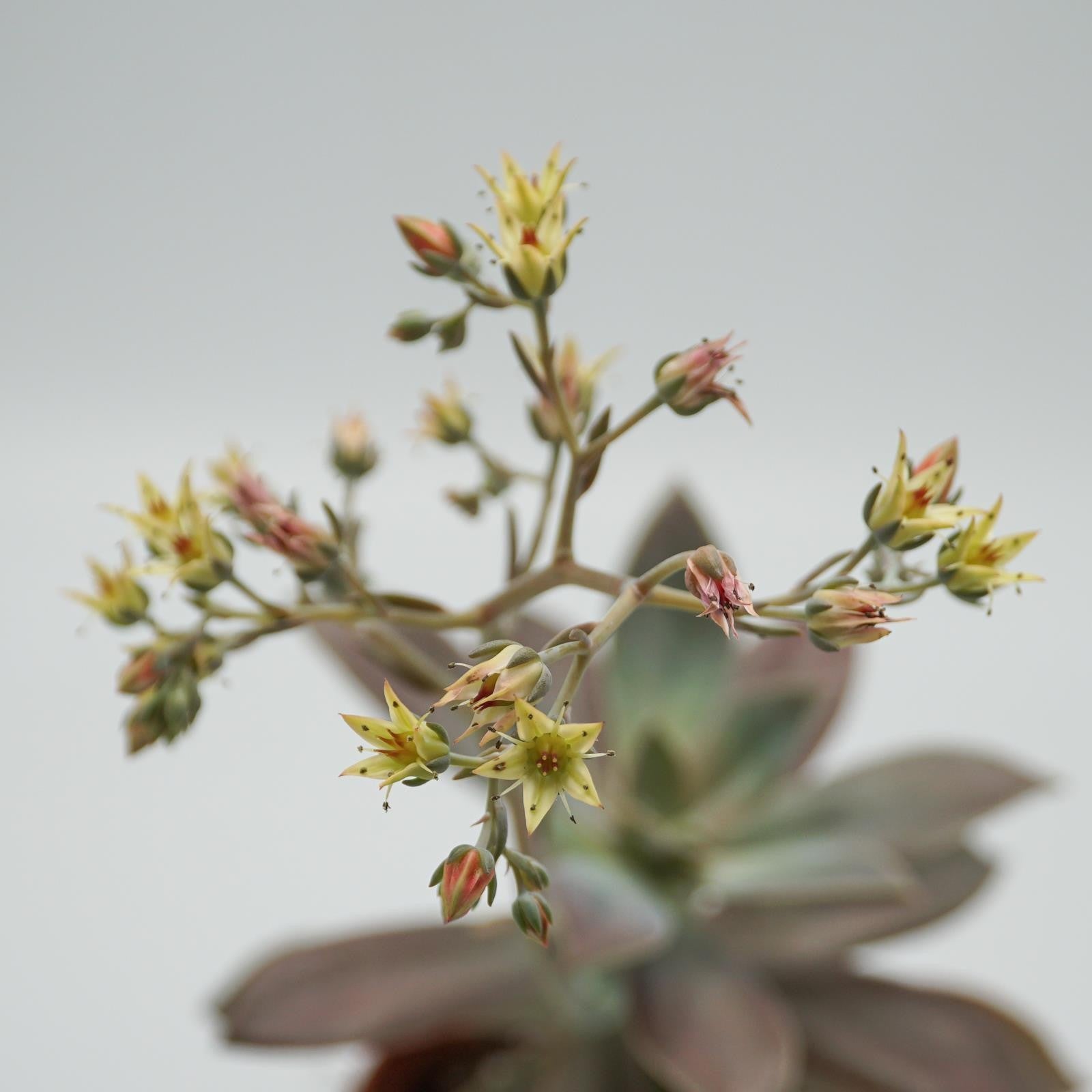 pasiora-x-graptoveria-fred-ives-sukkulente-14cm-topf image 2