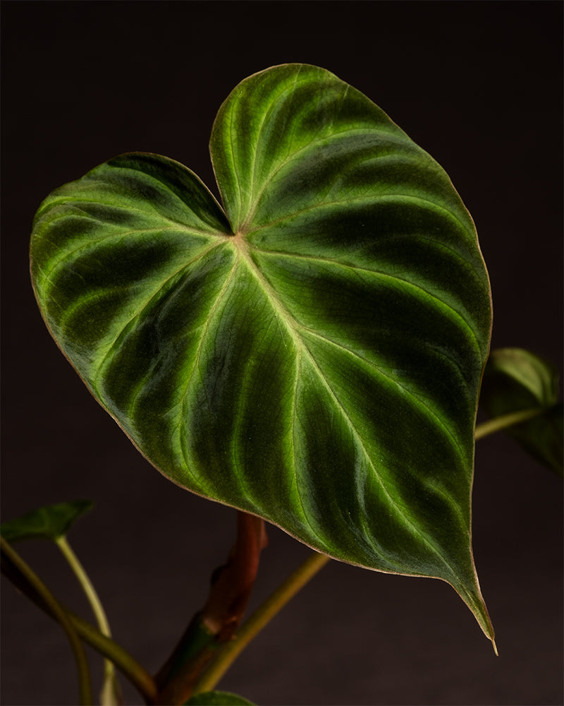 feey-philodendron-verrucosum-incensi-babypflanze-im-6-cm-topf image 7