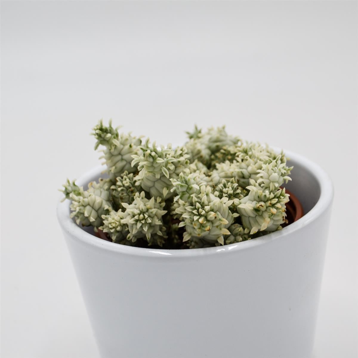 pasiora-euphorbia-mammillaris-variegata-8-5cm image 2