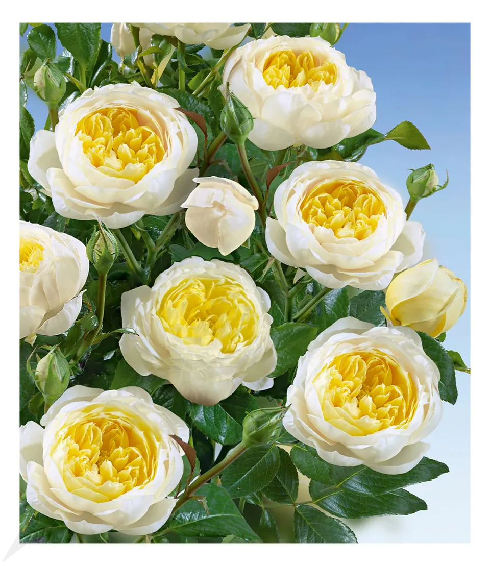 baldur-garten-delbard-kletterrose-amnesty-international image 1