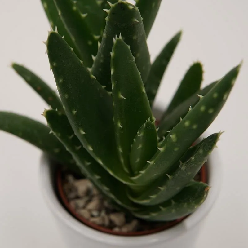 pasiora-aloe-squarrosa-sukkulente-6cm image 1
