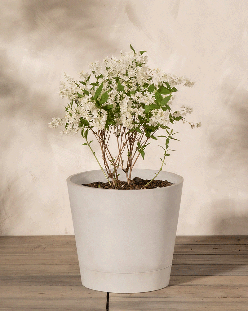 feey-deutzia-gracilis-zierliche-deutzie-au-enpflanze image 5