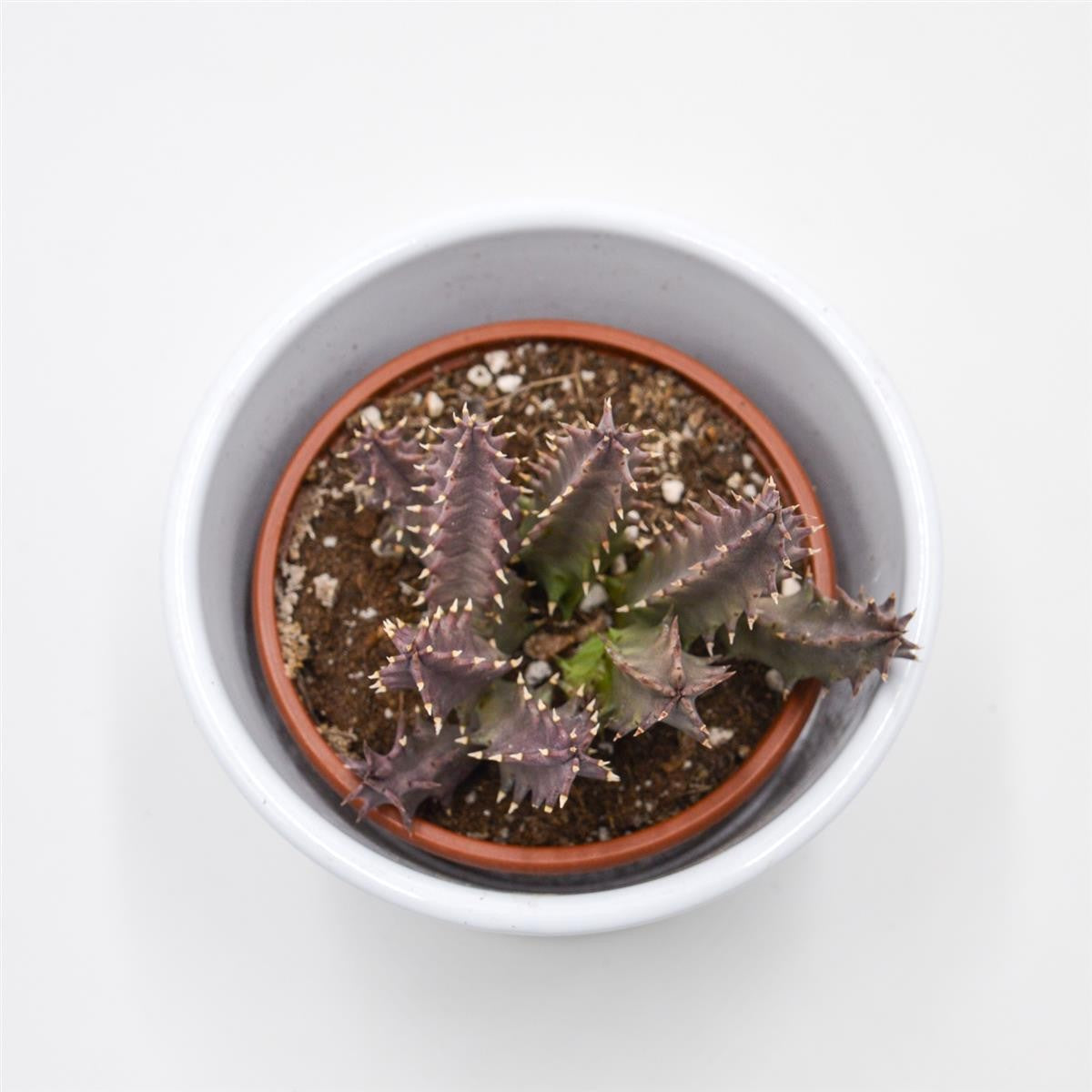 pasiora-huernia-pink-eye-aasblume-sukkulente-8-cm-topf image 2