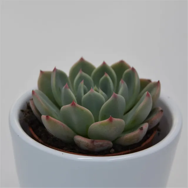 pasiora-echeveria-blue-minima-sukkulente-5-5cm image 1
