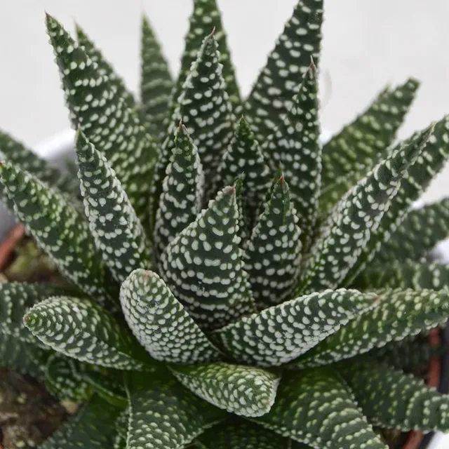 pasiora-haworthia-fasciata-albert-sukkulente-8-5cm image 1