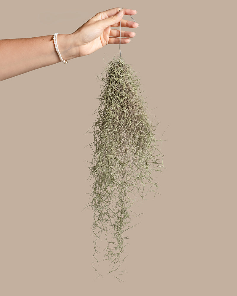 feey-spanisches-moos-tillandsia-usneoides-klein image 1