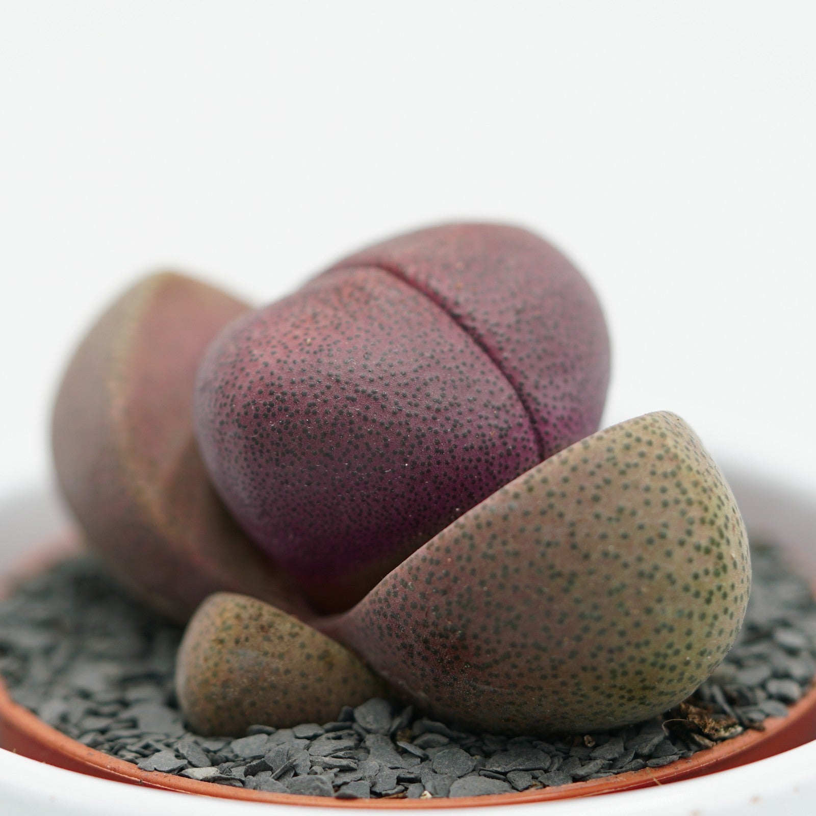 pasiora-pleiospilos-nelii-v-rubra-sukkulente-5-5cm-topf image 1