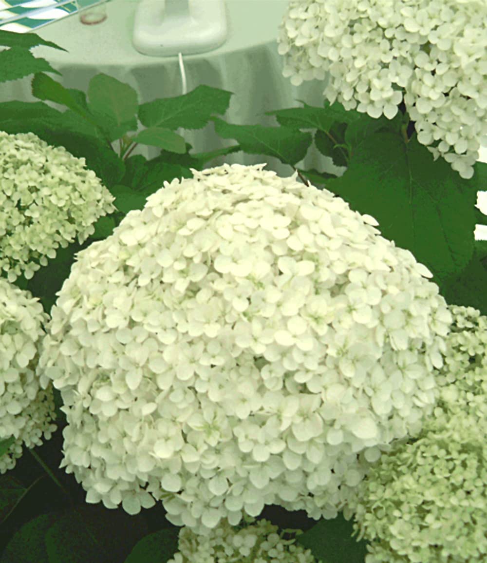 baldur-garten-schneeball-hortensie-annabelle-im-9x9-cm-topf image 5