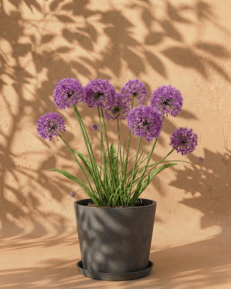 feey-allium-lila-zwiebeln-bienen-berglauch image 6