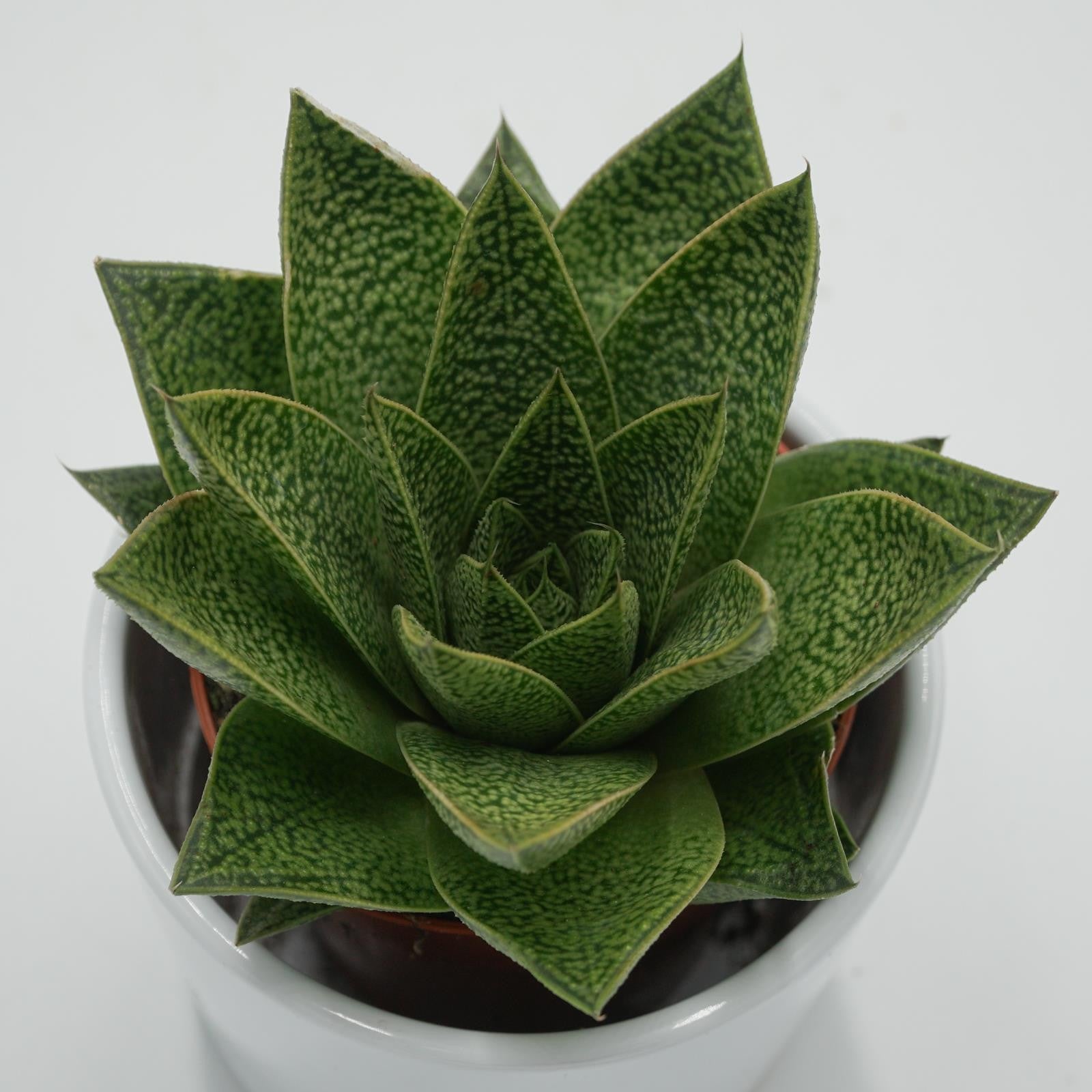 pasiora-gasteria-tiga-sukkulente-8-5cm-topf image 1