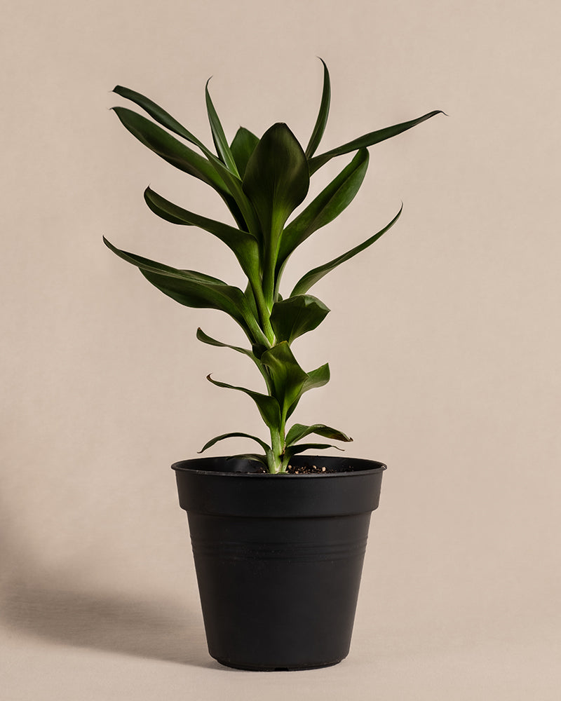 feey-keulenlilie-cordyline-fruticosa-glauca-zimmerpflanze image 3