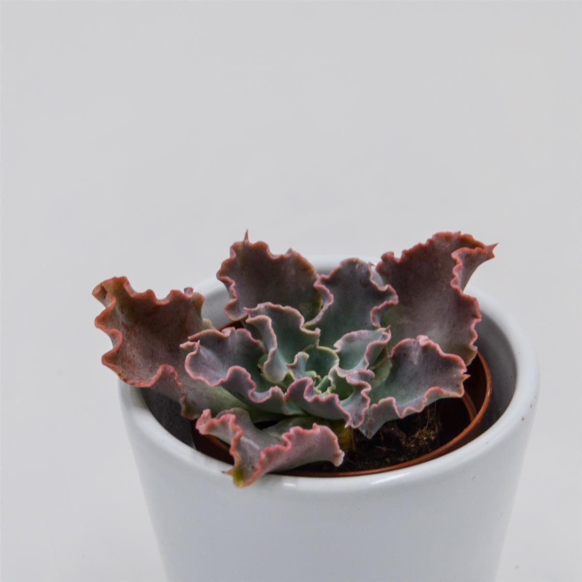 pasiora-echeveria-shaviana-curly-locks-sukkulente-5-5cm image 2