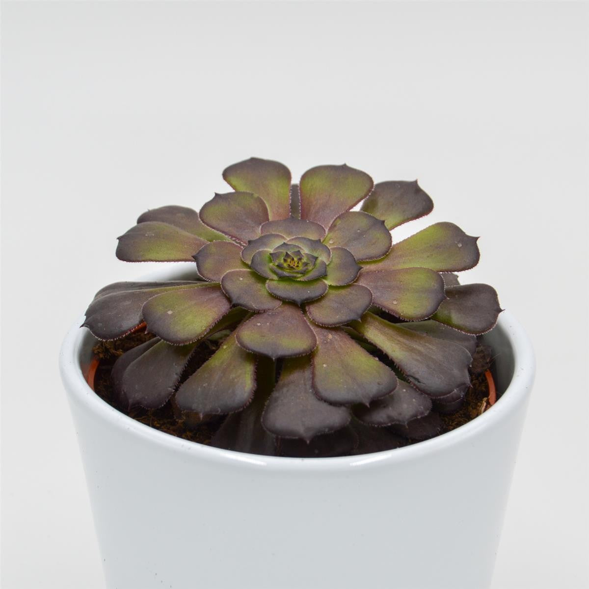 pasiora-aeonium-arboreum-velours-10-5-cm-topf image 2