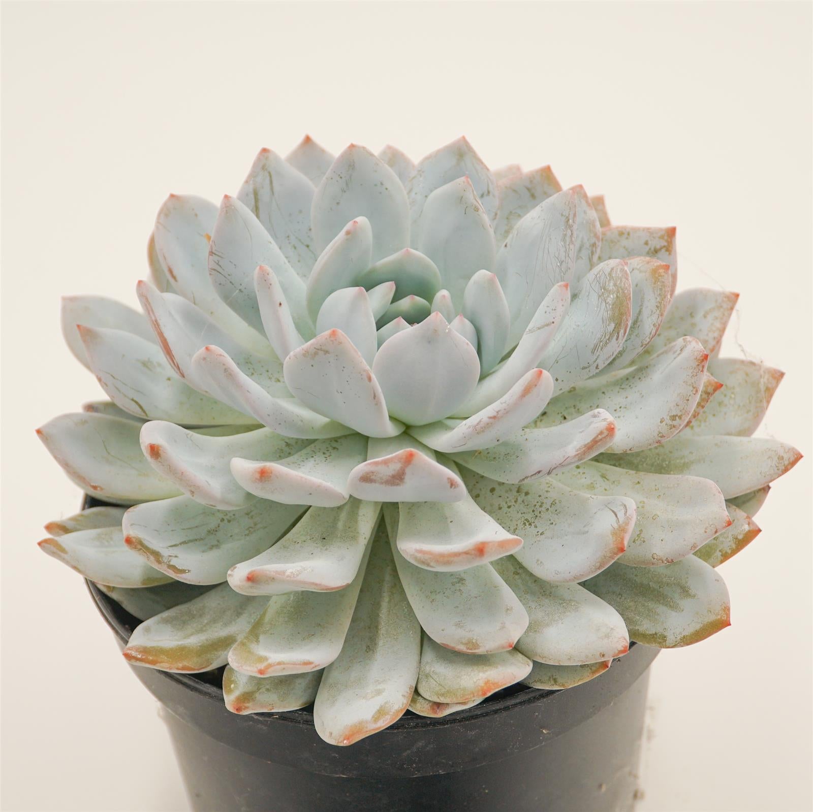 pasiora-echeveria-laurince-x-laui-xl-rarit-t-einzelst-ck image 1