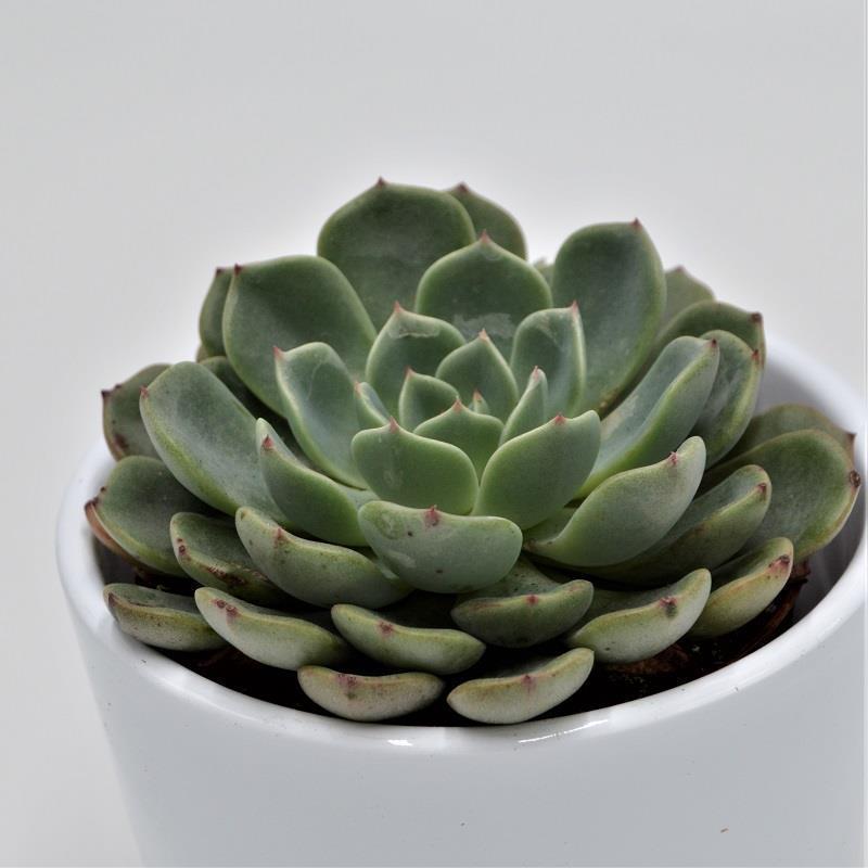 pasiora-echeveria-blue-minima-sukkulente-8-5cm-topf image 1