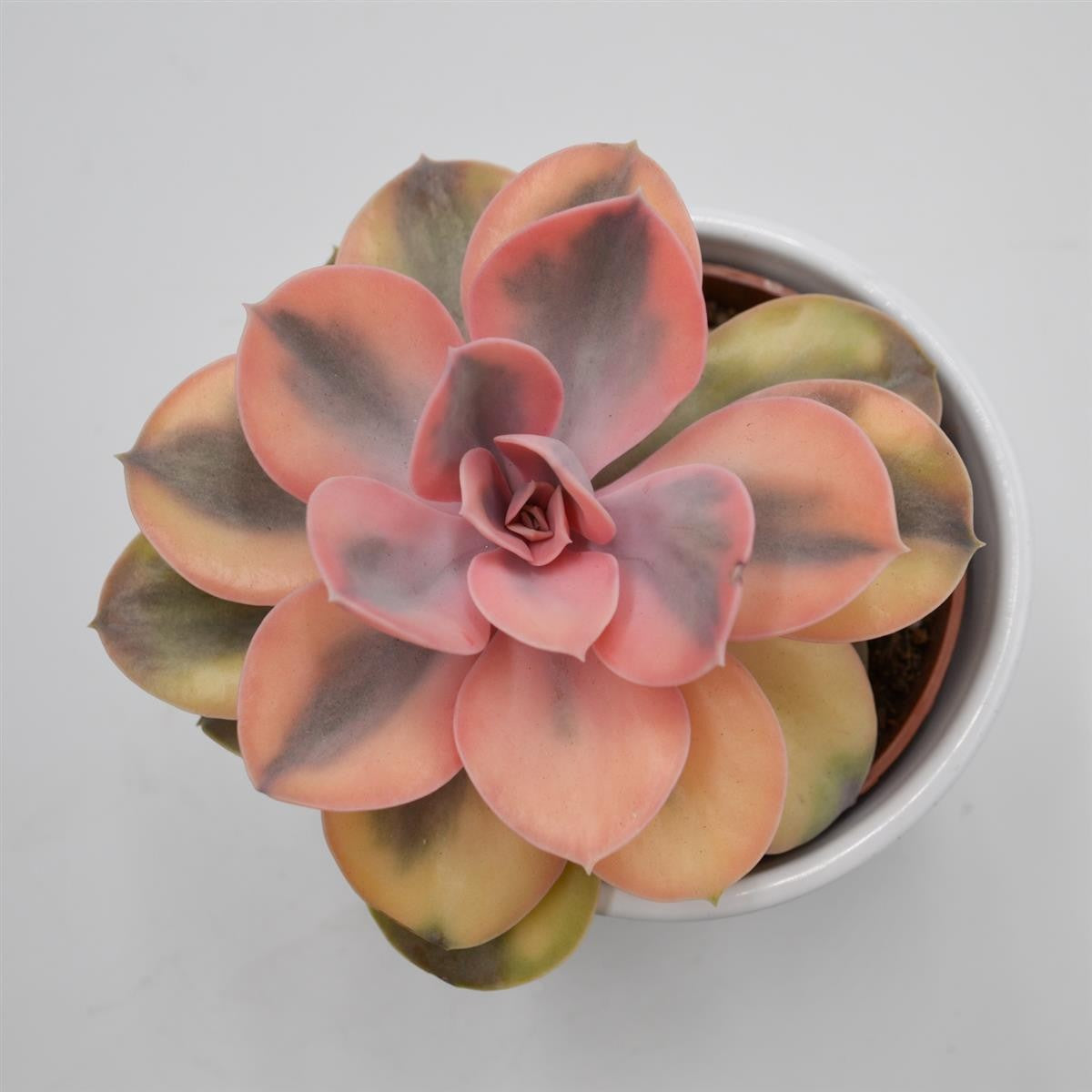 pasiora-echeveria-rainbow-10-5cm-panaschierte-rarit-t image 5