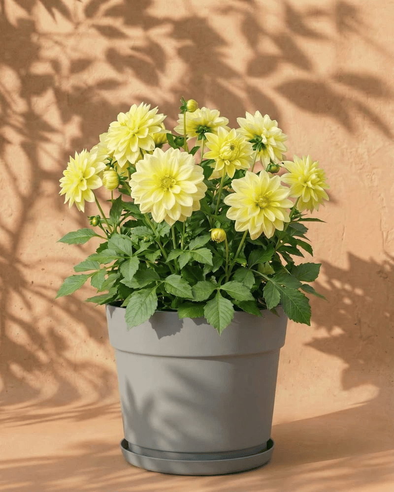 feey-dahlien-gelb-knollenpflanze-dahlia-bis-1-m image 7