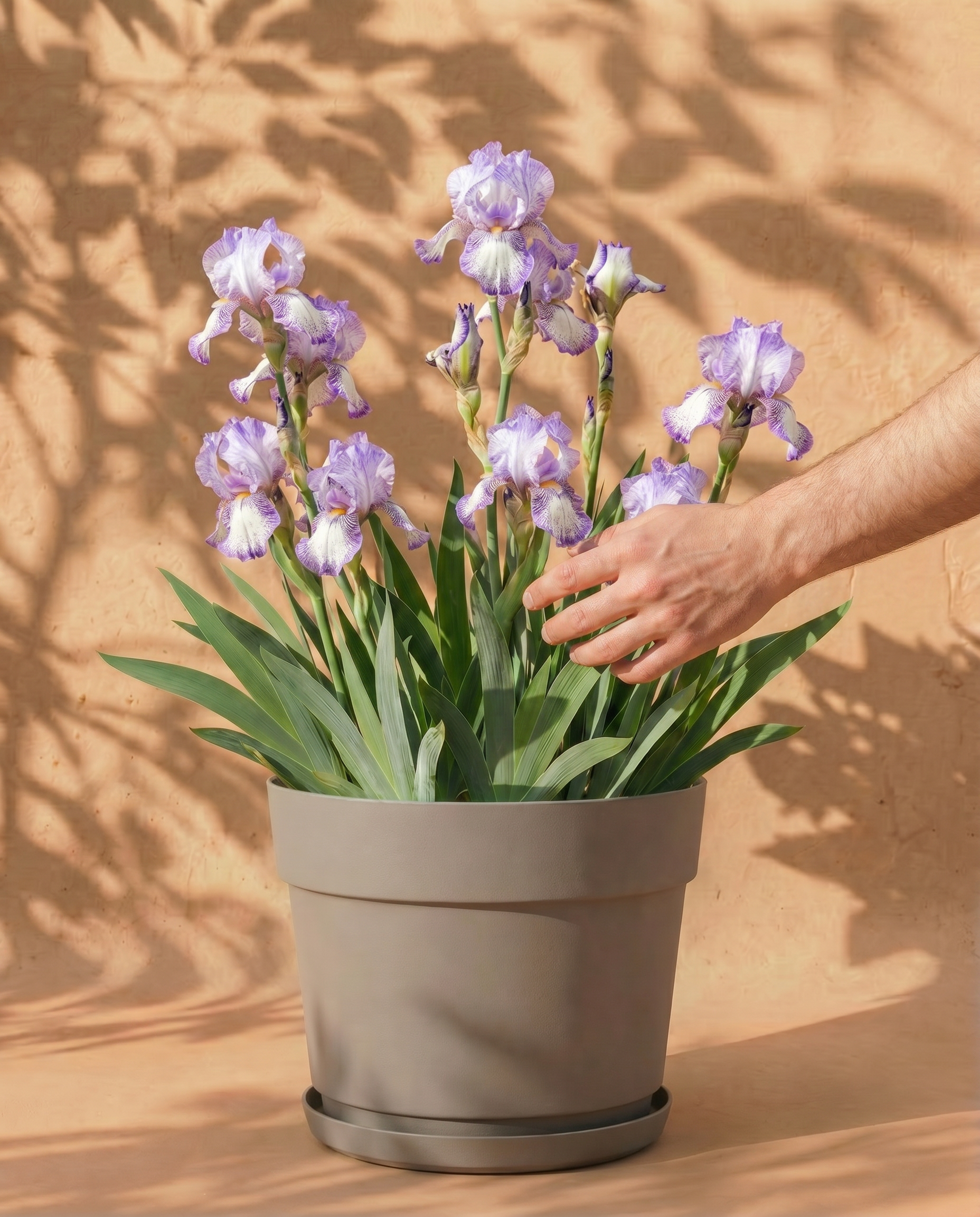 feey-iris-wei-violett-iris-germanica image 1