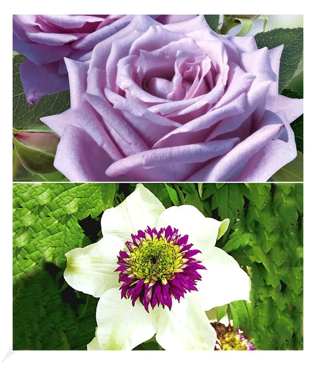 baldur-garten-set-clematis-florida-sieboldii-edelrose-mamy-blue image 1