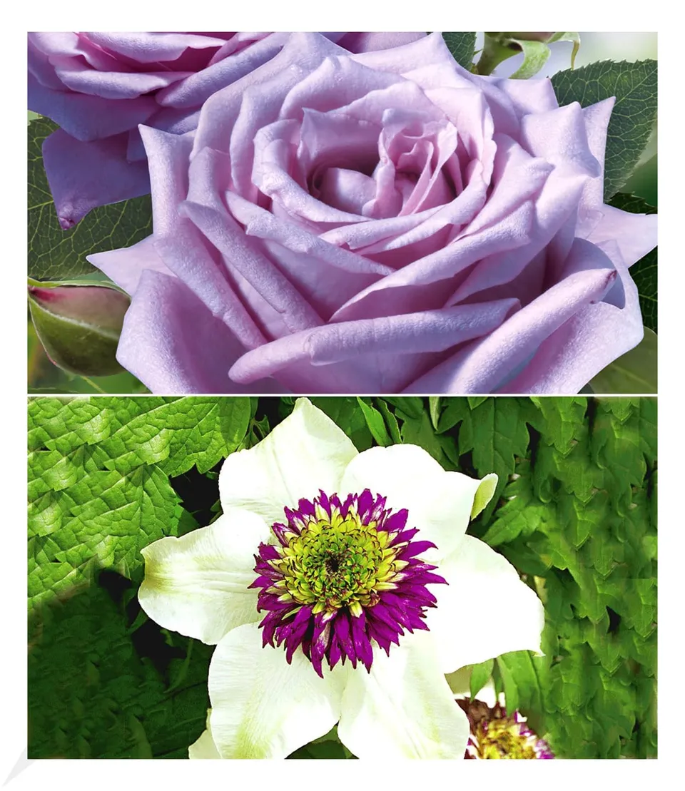baldur-garten-set-clematis-florida-sieboldii-edelrose-mamy-blue image 1