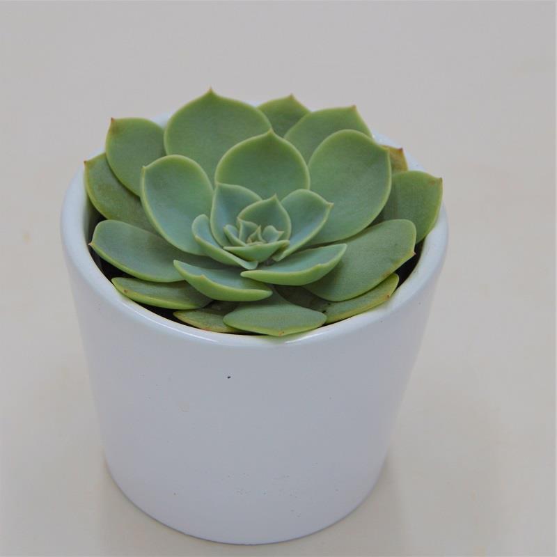 pasiora-echeveria-glauca-sukkulente-6-cm-topf image 1