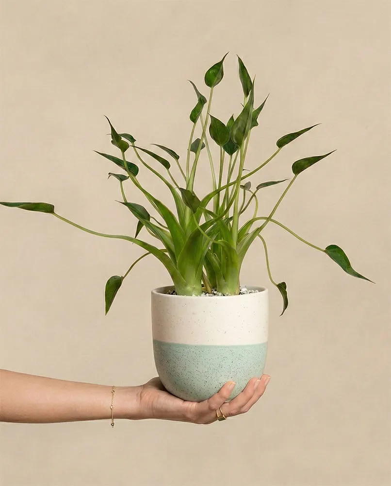feey-alocasia-tiny-dancer-pfeilblatt-hydro-klein image 1
