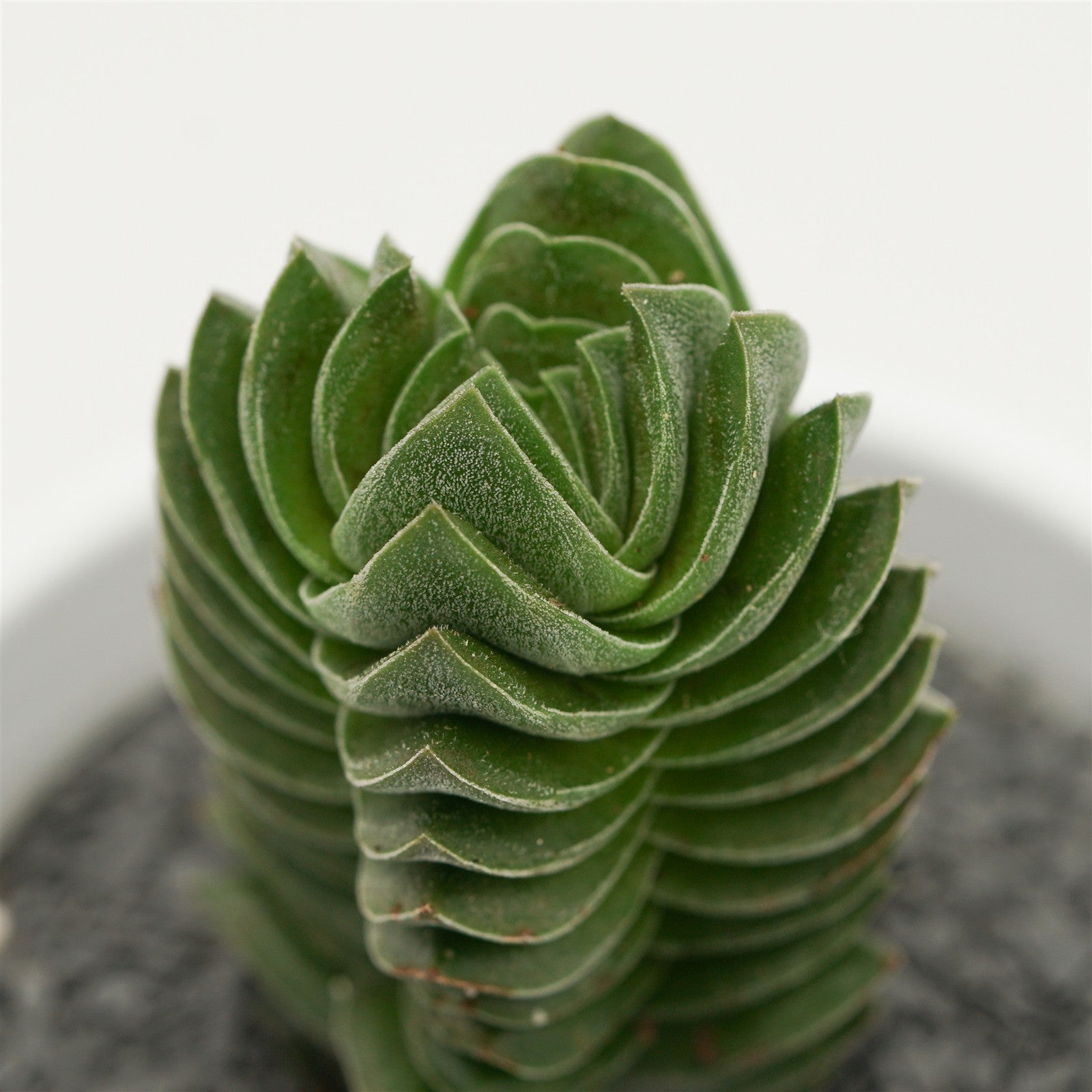 pasiora-crassula-buddha-s-temple-sukkulente-6cm-topf image 4