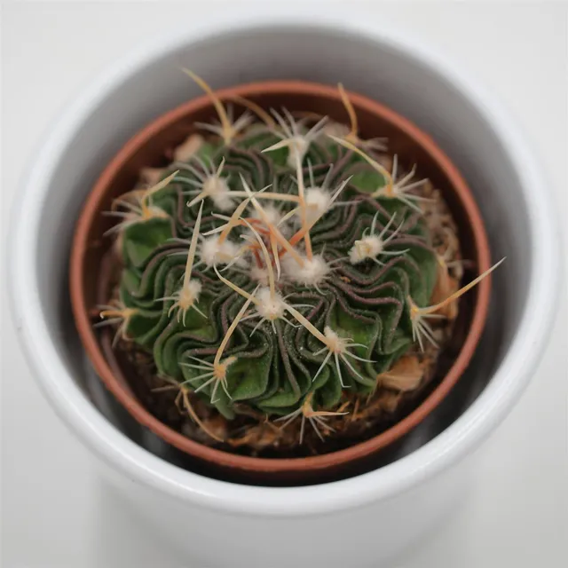 pasiora-echinofossulocactus-multicostatus-rubra-kaktus-5-5cm image 1