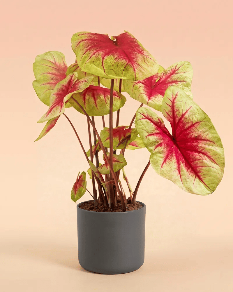feey-caladium-lemon-blush-gro-e-zimmerpflanze-bunt image 8