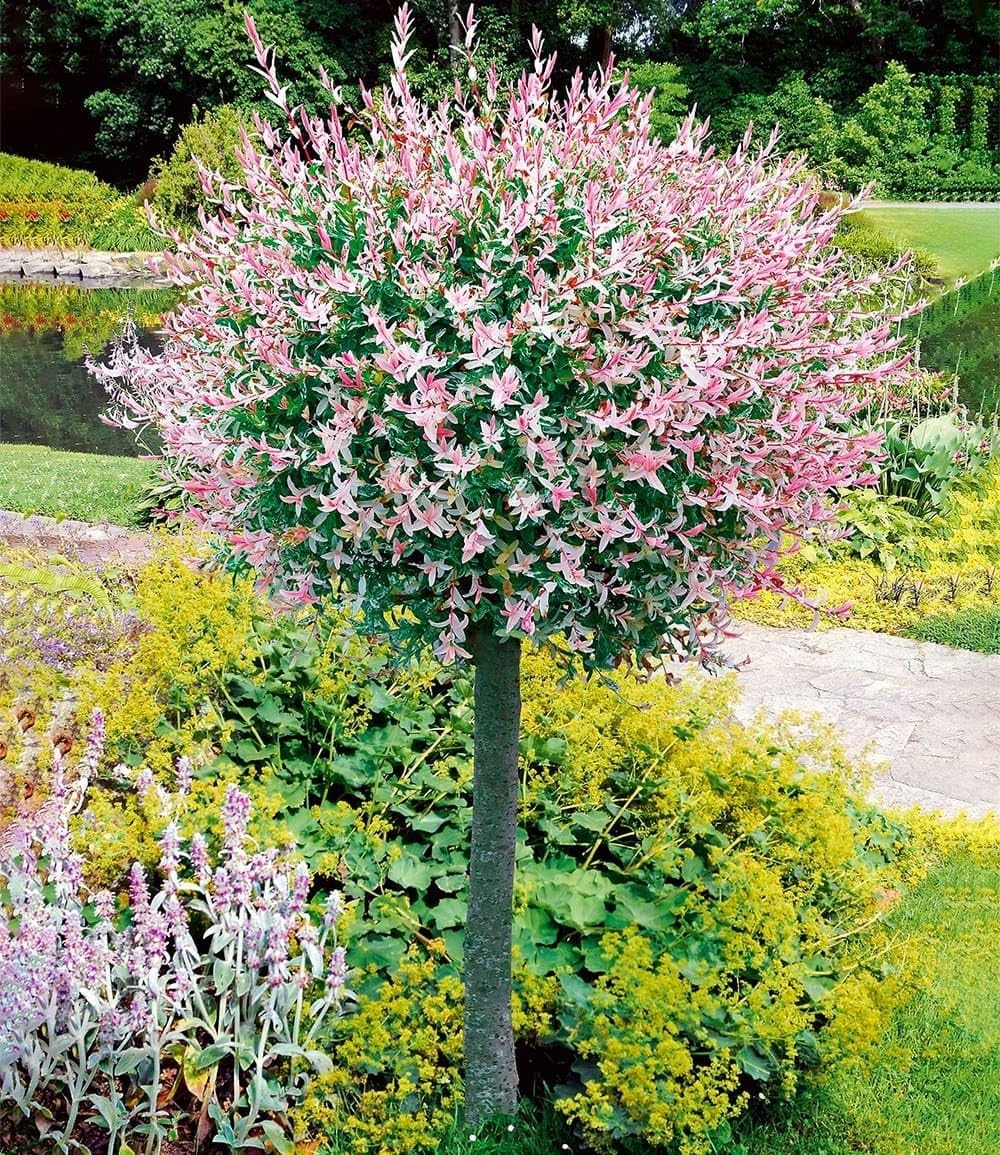baldur-garten-hortensien-st-mmchen-grandiflora-hydrangea-paniculata image 5