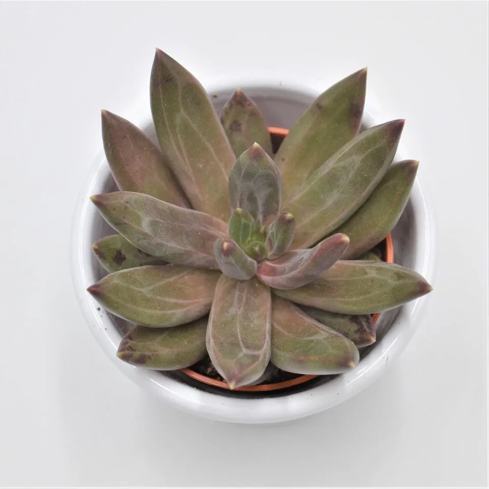 pasiora-x-pachyveria-izar-hybrid-sukkulente-5-5cm-topf image 1