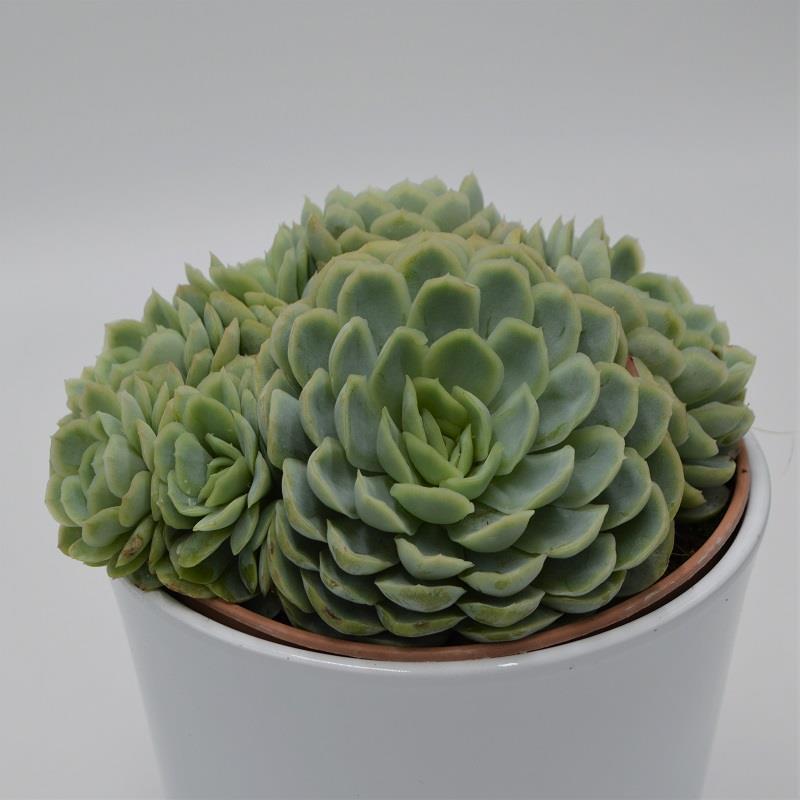 pasiora-echeveria-elegans-sukkulente-im-14cm-topf image 1
