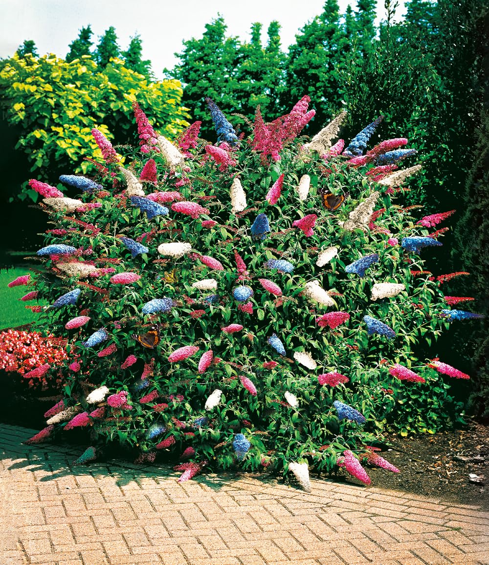 baldur-garten-sommer-flieder-papillion-tricolor-12-cm-topf image 1