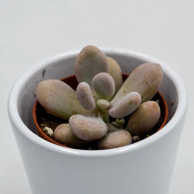 pasiora-pachyphytum-oviferum-pink-moonstones-6cm-topf image 1