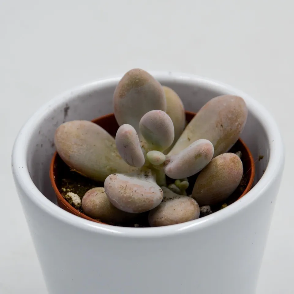 pasiora-pachyphytum-oviferum-pink-moonstones-6cm-topf image 1