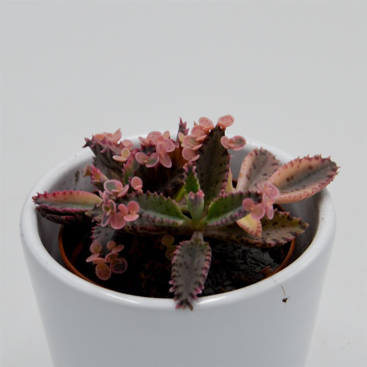 pasiora-kalanchoe-pink-butterfly-brutblatt-5-5cm image 2