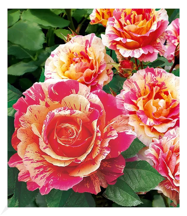 baldur-garten-delbard-malerrose-claude-monet-wurzelnackt image 1