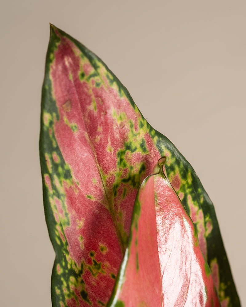 feey-aglaonema-cherry-baby-zimmerpflanze-20-30-cm image 8