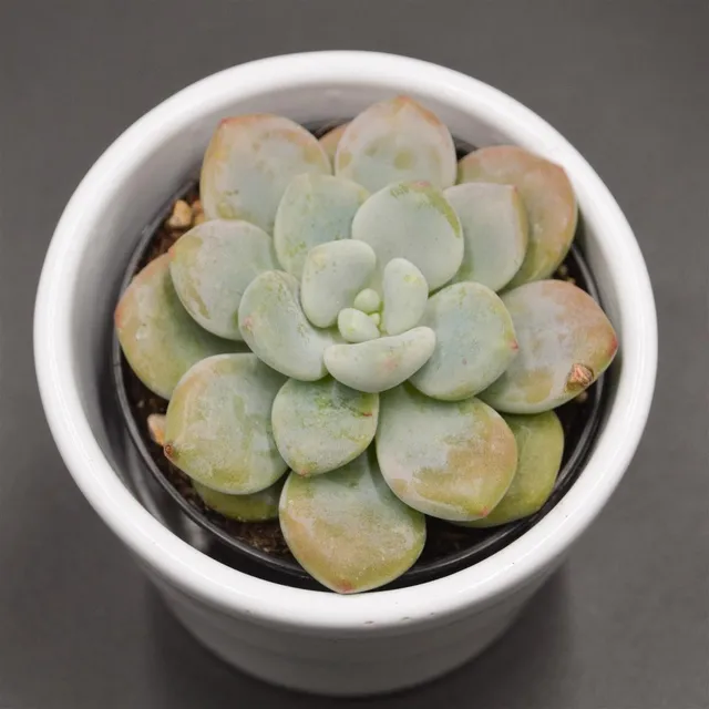 pasiora-x-graptosedum-miul-sukkulente-6cm image 1